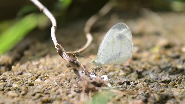 Nikon D 3300 FHD. 18-55 VR смотреть онлайн