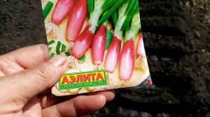 Посев Многолетнего Лука на ЗЕЛЕНЬ в Открытый Грунт сорта «КРАСНЫЙ ПУЧОК»??? Сорта ОТЛИЧНЫЙ. 21.4.23