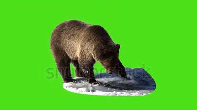 brown bear interferes with paw water. Бурый медведь мешает воду лапой смотреть онлайн