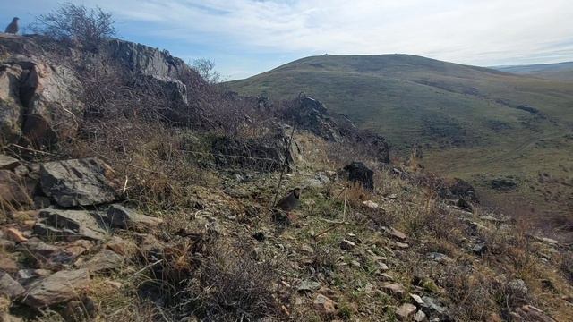 охота на кеклика в узбекистане/ özbekistan'da keklik avı 24 ноября 2022 г. смотреть онлайн