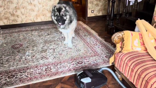 Мамин сынок Кавказская овчарка Кузьма #Кавказскаяовчарка #Кузьма смотреть онлайн