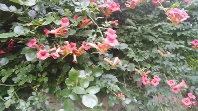 Кампсис - лиана Madame Galen, или бегония. смотреть онлайн