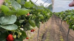 Вся правда о сборе, сезонная работа в Англии.