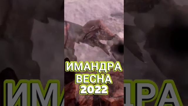 #КРУПНЫЙ СИГ#РЫБАЛКА НА ИМАНДРЕ#СЕВЕР# ВЕСНА 2022# смотреть онлайн