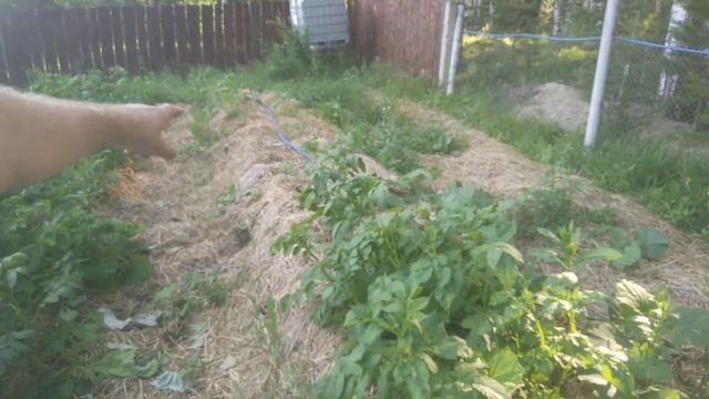 Соломенное земледелие 2017 год. Бояринцев Иван