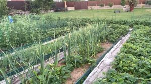 «Цветущая» стена отделяет огород, глазу приятно!