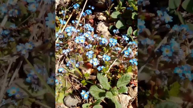 Цветам прекрасным - жизнь вечную...