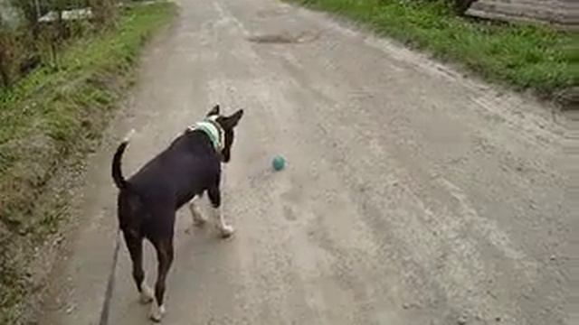 Бультерьер Айза на прогулке, Н.Тагил, пристраивается смотреть онлайн