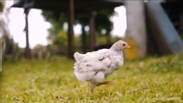 АБХАЗИЯ АПСНЫ - ❤ СТРАНА ДУШИ, ЗЕМЛЯ 🌎 ЛЮДЕЙ ... смотреть онлайн