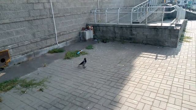 Ворона жрёт голубя смотреть онлайн