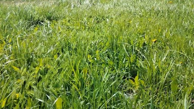 4 ИЮНЯ ПРАЗДНИК СВЯТОЙ ТРОИЦЫ. Что нельзя делать. Народные традиции и приметы и суеверия. смотреть онлайн