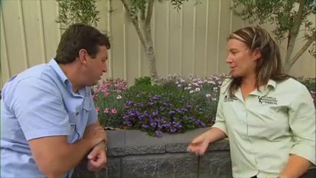 The Garden Gurus - New Release Plants: Scaevola Cobalt Candles смотреть онлайн