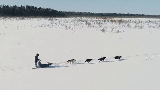 Карелия. Питомник ездовых собак и северных оленей. смотреть онлайн