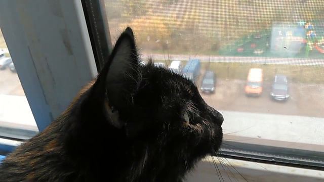 Муша говорит на тарабарском языке с птичкой смотреть онлайн