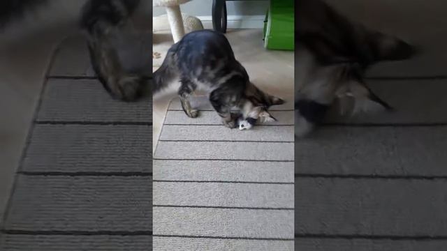 Питомник мейн кунов Roxycoon. Котята 2 мес. Ежедневная карусель😁 смотреть онлайн
