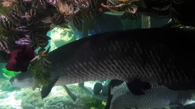 Ньячанг. День четвёртый. Винпёрл! Аттракционы, океанариум, колесо обозрения... смотреть онлайн