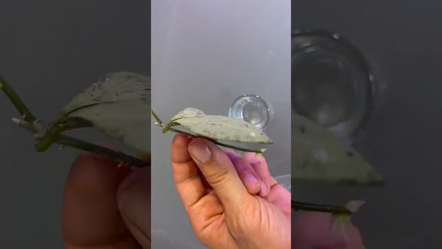 Судьба черенка из посылки с Украины Hoya Nicholsonii New Guinea. смотреть онлайн