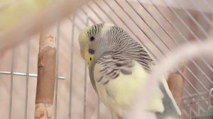 2 часа Весёлого пения волнистых попугаев Тоши и Ксюши.