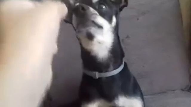 Как научить собаку команде ВОЛК! !! смотреть онлайн