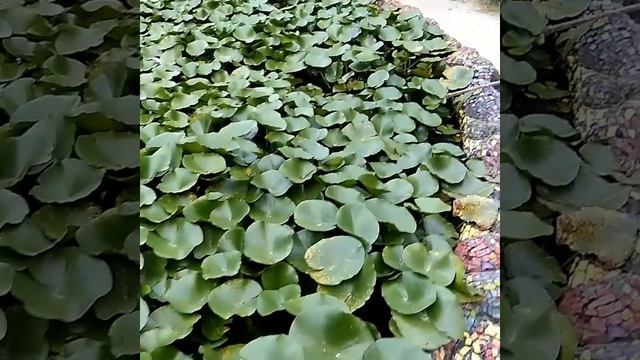 Многоголосье в Ботаническом саду, Сухум. Июнь 2018г. смотреть онлайн