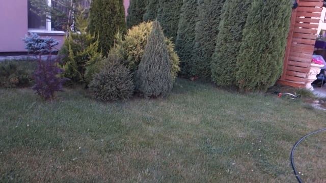 Карпы в бассейне смотреть онлайн