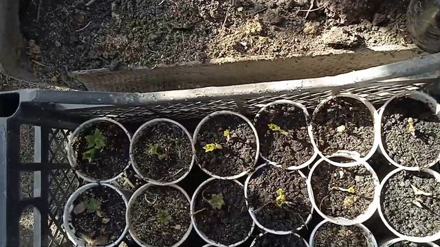 САЖЕНЦЫ БЕЛОЙ КУПАВКИ НА УКОРЕНЕНИИ. смотреть онлайн