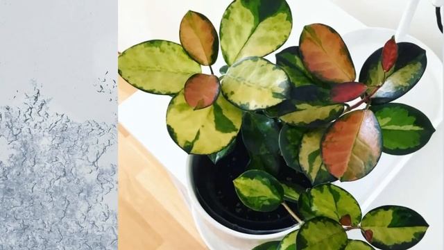 THE HOYA SHOW - EPISODE 3 - HOYA AUSTRALIS 'LISA'