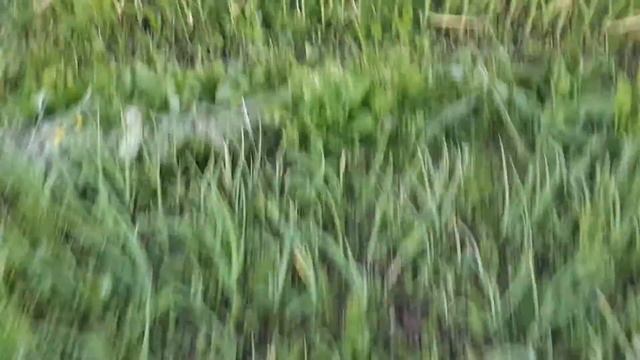 Немного о моей даче. смотреть онлайн