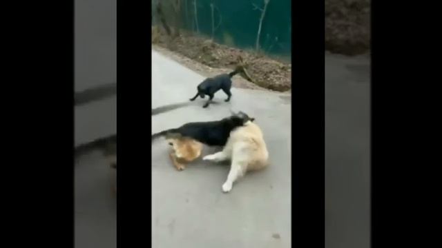 Гуф гуляет с собакой смотреть онлайн