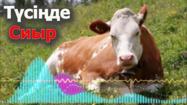 Түсінде сиыр көрсе -  Сиыр: не туралы арман