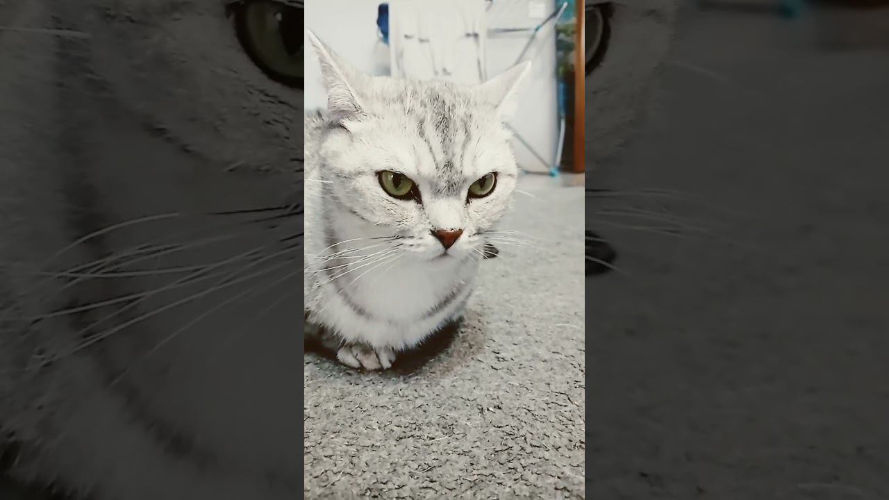 Кого ты спасёшь? смотреть онлайн