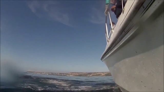 Great white shark jumps off water Белая акула выпрыгнула из воды смотреть онлайн