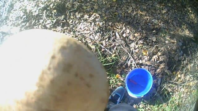 влог!!! грибной лес смотреть онлайн