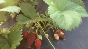 Земклуника ХОЛКОВСКАЯ