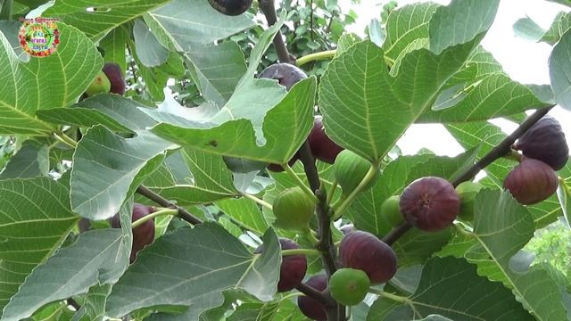 Как вырастить большой урожай плодов инжира? смотреть онлайн