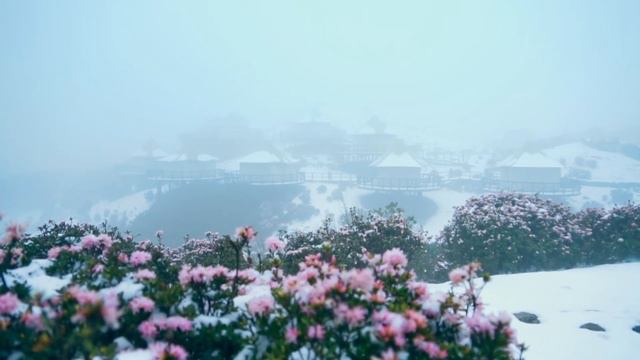Dear Miss Rhododendron,why we meet in lately winter snow? смотреть онлайн
