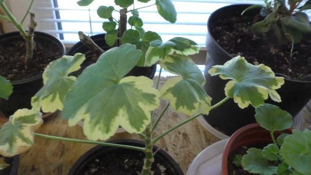 Пеларгонии из Садовой лавки месяц спустя. Как выглядят они сейчас? смотреть онлайн