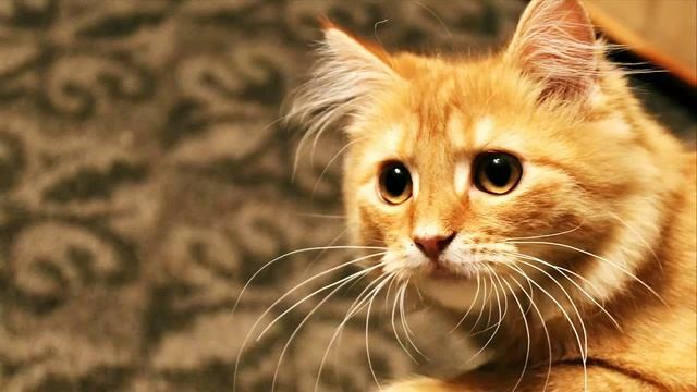 Как кастрировать кота самому в домашних условиях смотреть онлайн