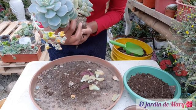 Creamos un jarrón de suculentas + trasplanté mi graptoveria Titubans # 34 смотреть онлайн