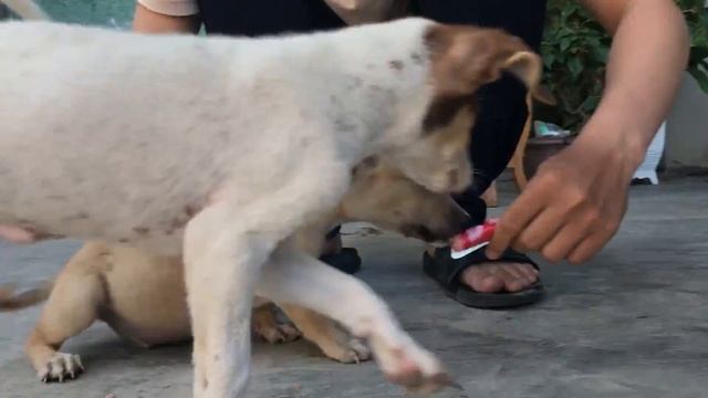 The lives of the dogs after being saved at the center - Dream house смотреть онлайн