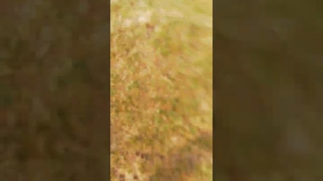 удар левой ногой по воротам по центру ворот под перекладину за пределами штрафной смотреть онлайн