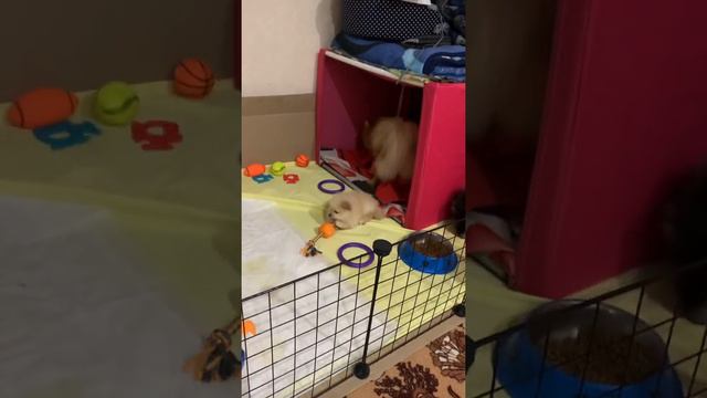 Щенкам шпица 1 месяц и две недели