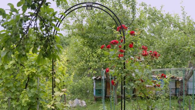 Розы 2023. Розовый сад. Ульяна Подчернина смотреть онлайн