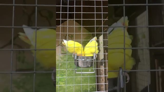 Попугаи ❤️Неразлучники❤️ Уфимский контактный зоопарк тц Башкирия✨ смотреть онлайн