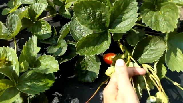 Супер-ремонтантный сорт - клубника #Маджестик медио г. Омск Ферма "Омская Ягода" смотреть онлайн