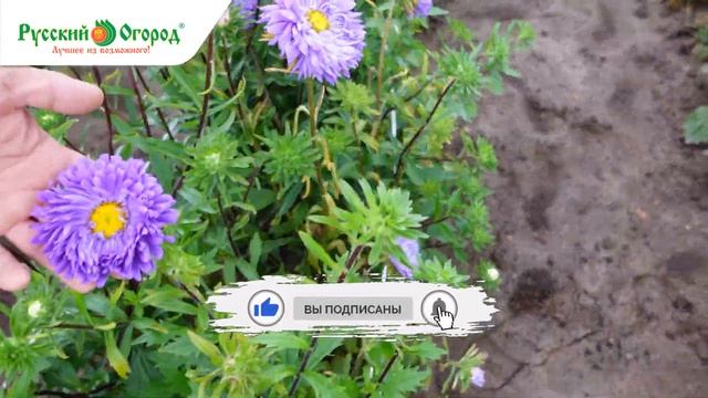 Самый страшный враг - губитель астр. ТОП 10 сортов и гибридов, которые не боятся этого. смотреть онлайн
