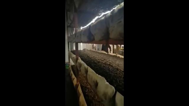 #4 ТЕХНОЛОГИЯ ВЫРАЩИВАНИЯ ШАМПИНЬОНОВ. смотреть онлайн