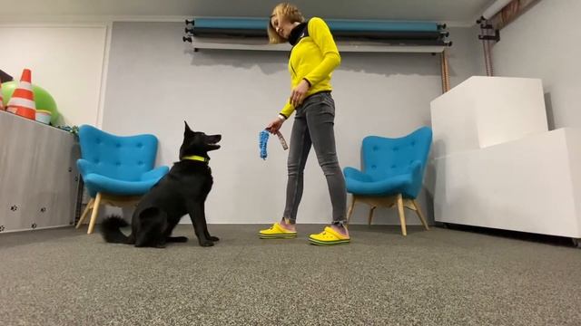 Как научить собаку не хватать игрушку из рук? смотреть онлайн