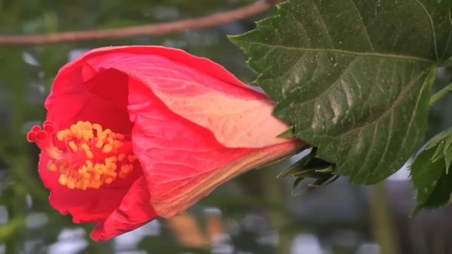 Surah Yasin Surah Rahman Surah Al-Mulk Quls Sharif Ayatul Kursi Surah Baqarah And Dua By Hafiz Fari