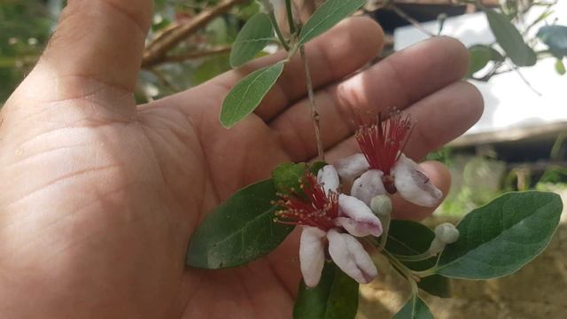 Самые красивые цветки у фейхоа. смотреть онлайн